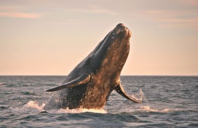 世界遺産バルデス半島　南米野生の王国の旅