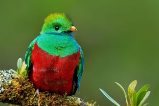 幻の鳥ケツァールを求めて コスタリカ10日間