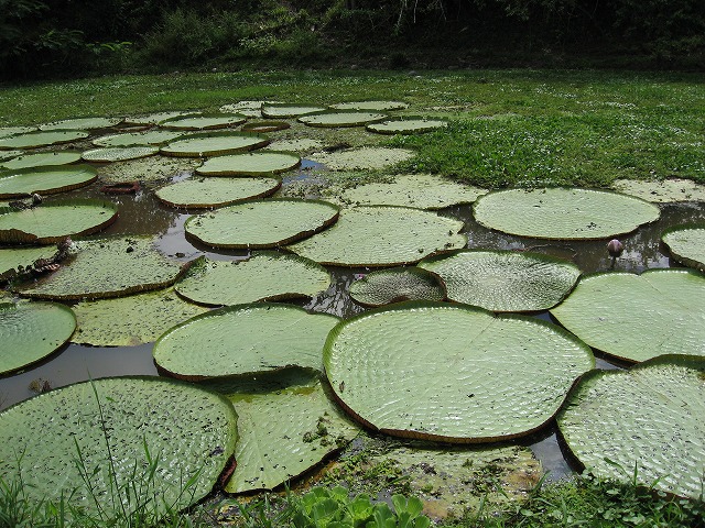 アマゾン流域でよく見るオオオニバスの群生。スイレン科の中で最大の植物です。