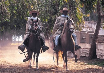 12_CABALLOS%20DE%20PASO.JPG