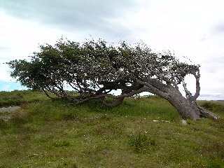 arbol%20de%20bandera.JPG