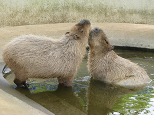 capibara012.jpg