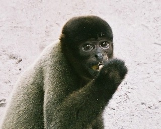 さる 3 サルは水物🐵｜sora.11
