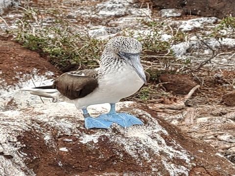 →ガラパゴスで一番会いたかった鳥です。想像していたより大きく、美しく 何羽も（ひなも）見ることができて感動でした。